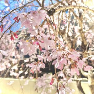 ぽかぽか日和と草加神社の桜